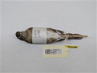 藏品(白腹鶇)的圖片